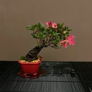 皋月杜鵑∣花だより 小品迎賓露根盆景 開花中