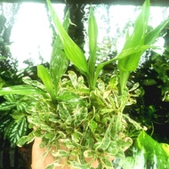 Bambu Hoki-bambu sri rezeki-bambu air mix jenis tanaman Aquascape