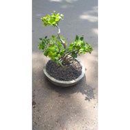 Tanaman Hias Bonsai Mini Serut Asmaraterindahkita