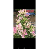 SALE!!!! RARE ROOTED BOUGAINVILLEA