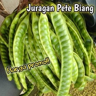 PETE SEGAR SUPERAN ISI 10 PAPAN/PETE SEGAR BERKUALITAS/JURAGAN PETE BIANG/PETE TUA SUPER/PETAI SEGAR