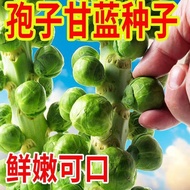 Spores Kale Seeds Kale Seeds Kale Seeds Four Seasons Vegetable Seeds Green Vegetables Lettuce Vegeta