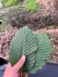 ใบกระท่อมก้านแดงปทุม 1 KG คัดใบสวย จัดส่งไว