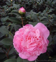 Cây trà my thơm bông kép size trung đang nụ và hoa cao 50 cm (ảnh thật)