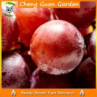 Anak Pokok Anggur Red Shine Muscat Grape Pokok Premium Pokok Stabil