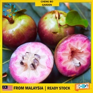 Anak Pokok Buah Susu Vietnam Apple Star Caimito Hybrid Import Dari Thailand