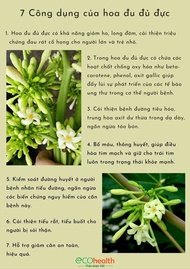 Hoa Đu Đủ Đực (Male Papaya Flower) phơi khô 500g