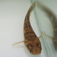 hiasan aquarium ikan Channa Maru YS Ikan Hias Predator Mantul