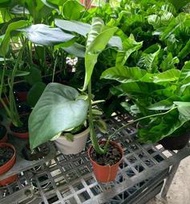 一禪種苗園-室內植物界的中心人物&lt;電信蘭-A級/龜背芋&gt;淨化空氣盆栽-3.5吋盆/ANNY