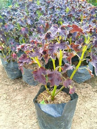 Mayana Coleus ( Live Plant - Herb Medical Plants ) with FREE plastic pot, garden soil and pebbles