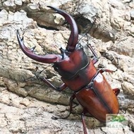 [甲蟲部落]惡石島鋸鍬形蟲幼蟲