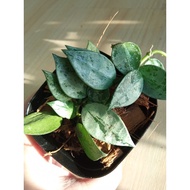 Hoya Krohniana Eskimo Silver (rare)