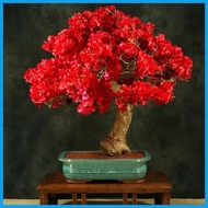 ℗  Bougainvillea bonsai seeds