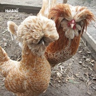 Ayam poland chamois sepasang dewasa