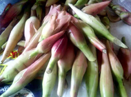 Bunga Kecombrang Segar | Kecombrang Medan Super | Bunga Kecombrang untuk Masak