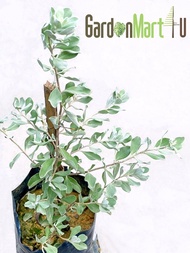 <GardenMart4U> Leucophyllum Frutescens Texas Sage Live Plant Pokok Blue Diamond 玉芙蓉