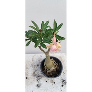 POKOK BUNGA KEMBOJA ADENIUM