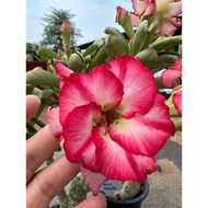 Adenium Bunga Kemboja 富贵花吉祥植物 🩷Big Head Pokok hidup Feng Shui