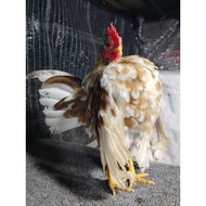 Telur Ayam Serama Berbenih Untuk dieramkan Telur Ayam Katik Baka elok Anak ayam incubator egg inkuba