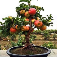 Dwarf Bonsai Apple Tree Seeds - 10 Seeds - Grow Exotic Indoor Fruit Bonsai