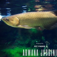 Ikan Predator Arwana Irian Jardini
