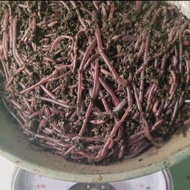 Cacing tanah hidup obat herbal