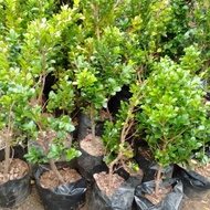 Bibit beringin kompakta bonsai 60-70cm