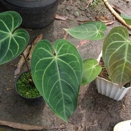 Tanaman Hias Anthurium Magnificum / Kuping Gajah Magnificum / Kalong