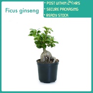 PBN - ficus ginseng - bonsai pokok bunga nursery tempat terik boleh tahan panas hidup live plant hia