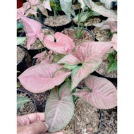 Tanaman hias syngonium pink daun lebar