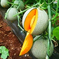 [Seed Three] Hami Melon Seeds for Planting (10 seeds/bag, Easy To Grow) Sweet Cantaloupe Plant Seed 