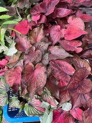 Caladium/pokol keladi thai/Hilo beauty/Keladi hiasan houseplant