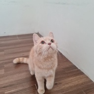 Kucing British Shorthair Jantan (Tabby RED Golden Cream - LANGKA)
