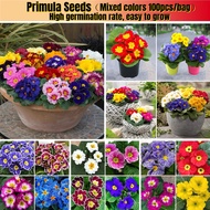 Assorted Colours Primula Seeds for Sale (100 Seeds/pack) Flower Seeds Benih Bunga Pokok Bunga Hiasan Herb Seeds Live