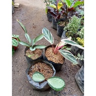 Available live plants for sale Calathea Variety