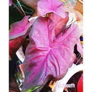 keladi red smooth/red smooth caladium/real plant caladium