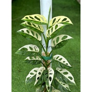 Monstera Adansonii Variegated Albo, Aurea and Archipelago 斑叶窗孔龟背芋