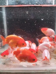 Goldfish Hybrid Ranchu Red White Ranchu Live Fish Aquarium Ikan Hiasan
