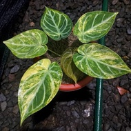 anthurium aurora variegata - silverblush x dorayaki - ktl