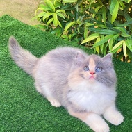 Kucing persia kitten persia super betina dilute calico