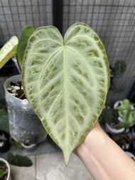 Anthurium Silver blush hybrid | Full silver | 滿銀花燭雜交