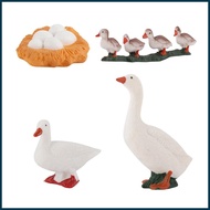 Life Cycle Toys for Kids Educational Science Preschool Duck Decor Duck Life Cycle Toys for Patios La