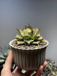 圓葉姆指嚴龍 蕾絲 8cm闊 多肉塊根龍舌蘭植物