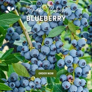 Anak Pokok Blueberry Misty