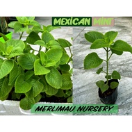 [Merlimau Nursery] Mexican Oregano / Pokok Mint / Mexican Mint / Anak Pokok DAUN ATI ATI