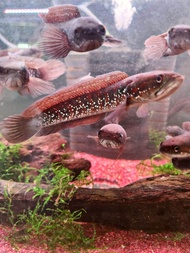 Channa Asiatica RSWS 3-4 inci ++ [READY STOCK] Ikan Hiasan Akuarium - Snakehead/ 中国雷龙/ Haruan/ Toman 多曼观赏鱼