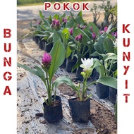 Pokok Bunga Kunyit thai ( tulis siam ) murah / pokok bunga kunyit murah / pokok bunga tulip siam