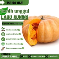BENIH LABU KUNING/LABU PARANG UNGGUL ( 150 Biji )