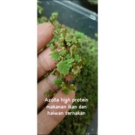 Azolla Aquatic Plan for Fish, Chicken, Goat