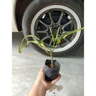 Anak pokok bunga puding (kuning)